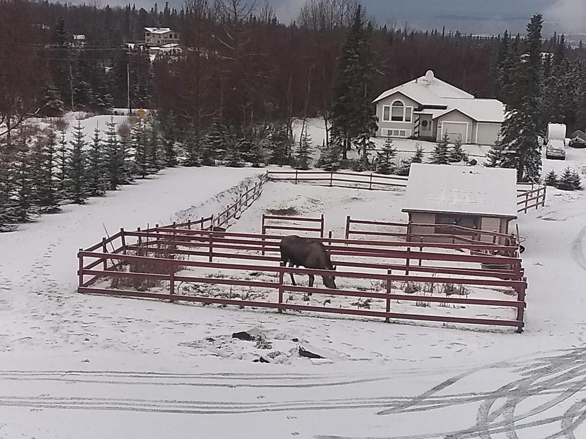 Alaska Sundance Retreat Bed & Breakfast Anchorage Ngoại thất bức ảnh